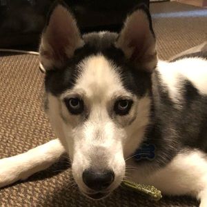 Meet your Posher, Ryleigh